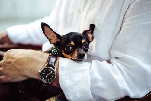 Chihuahua Dog Tiny Canine Loved Cute Animal Pet