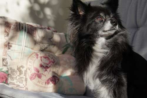 Chihuahua Dog Small Cute Sunbeam Enjoy Spring