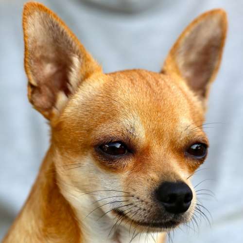 Chihuahua Dog Sobel Canine Head Portrait Brown