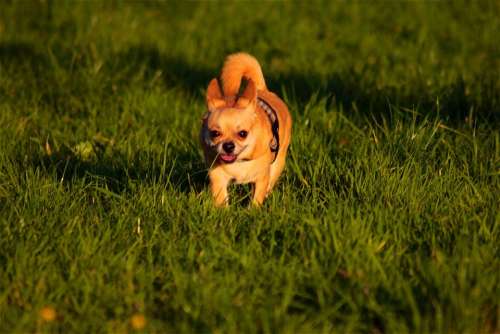 Chihuahua Dog Cute Running Pet Animal Grass