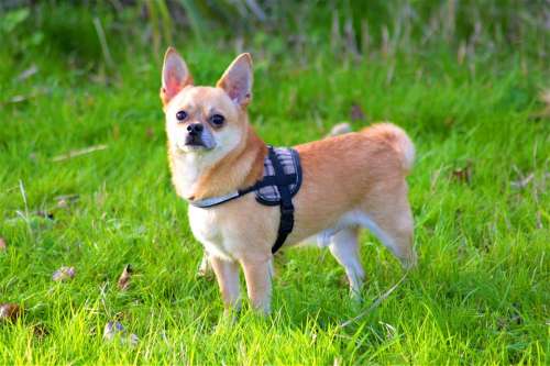 Chihuahua Dog Animal Pet Grass Cute