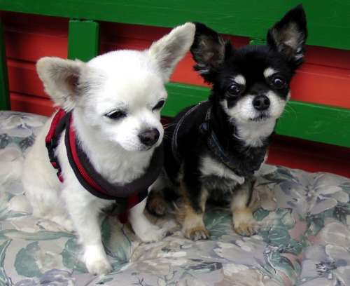 Chihuahua Dog Couple Pets Black White