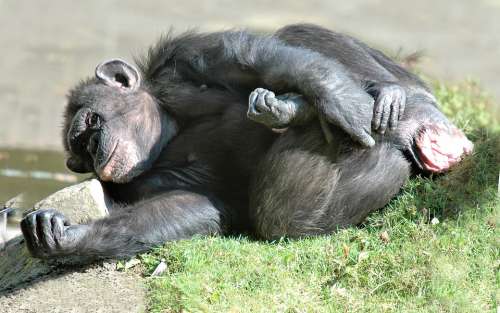 Chimpanzee Animal Monkey Mammals Primate Portrait