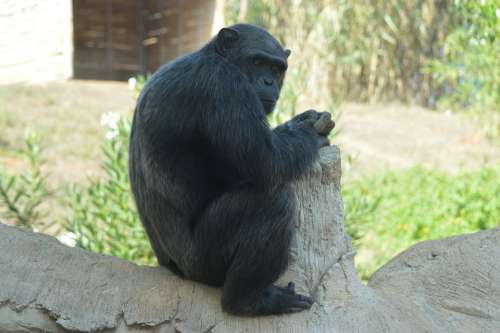 Chimpanzee Primate Hominid Monkey Mammals