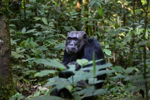 Chimpanzee Uganda Monkey Ape Sitting Animal