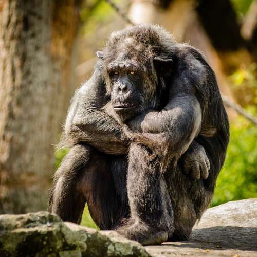 Chimpanzee Sitting Sad Mammal Portrait Primate