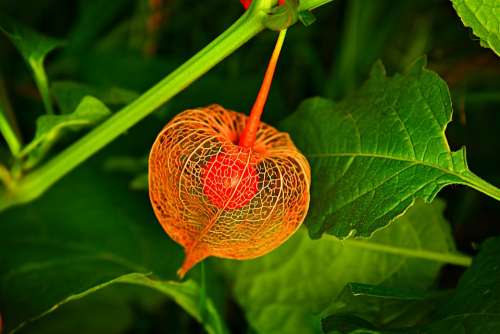 Chinese Lantern Plant Husk Fruit Berry Physalis