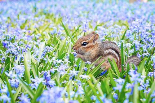 Chipmunk Spring Field Meadow Flowers Animal