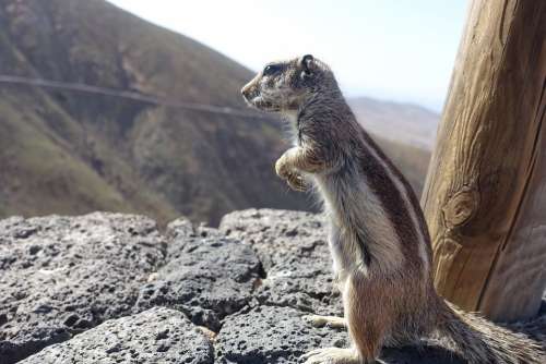 Chipmunk Squirrel Fuerteventura Nature Rodent