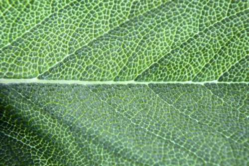 Chlorophyll Basil Leaf Macro Spice Green