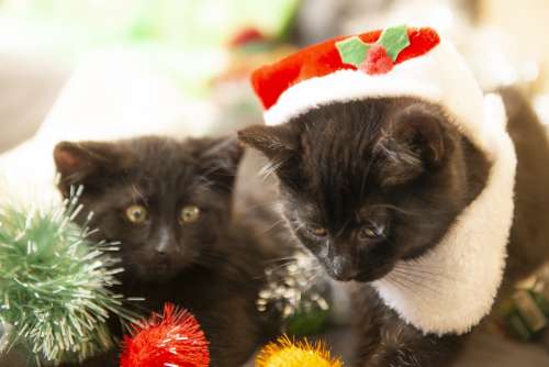 Christmas Cats Kittens Santa Red Kitten Animals