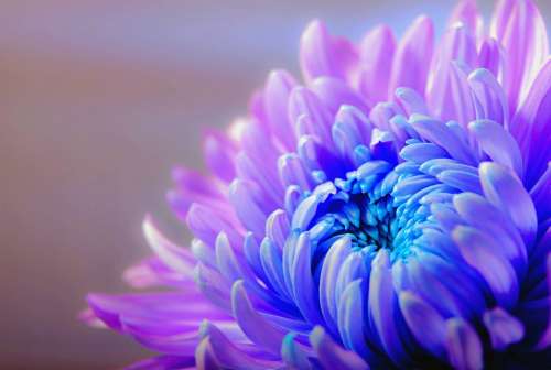 Chrysanthemum Blossom Bloom Flower Plant Macro