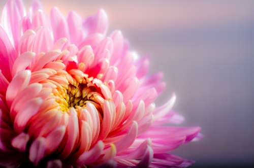 Chrysanthemum Blossom Flower Pink