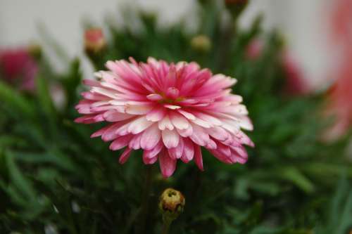 Chrysanthemum Chrysanthemum Pink
