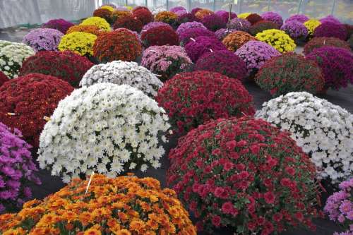 Chrysanthemums Multi-Colors Blossom White Red