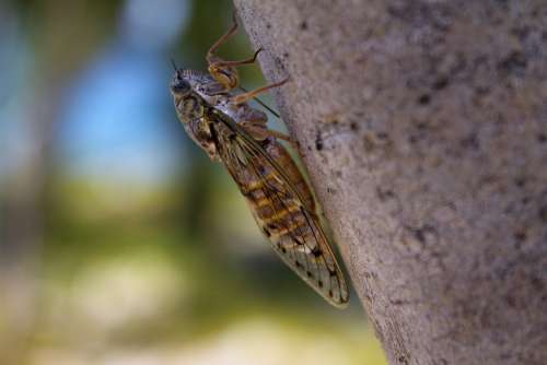 Cicada Insect Summer