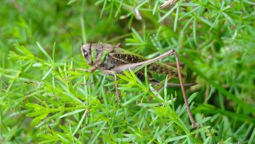 Cicada Nature Insecta Grass Ground Green