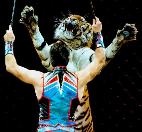 Circus Entertainment Tiger Event Show Amusement