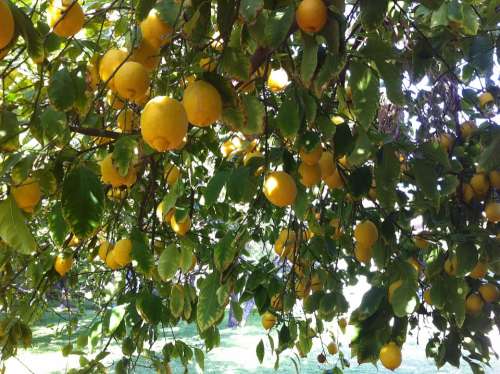 Citrus Lemons Organic Refreshment Delicious