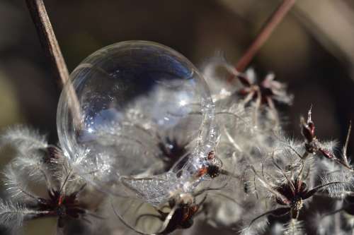 Clematis Soap Bubble Round Transparent Nature Ball