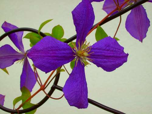 Clematis Flower Purple Purple Flower Summer