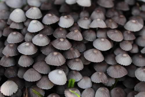 Closeup Fungi Fungus Macro Mushrooms Natural