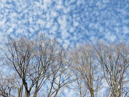 Clouds Branches Mackerel Sky Trees Winter Bare