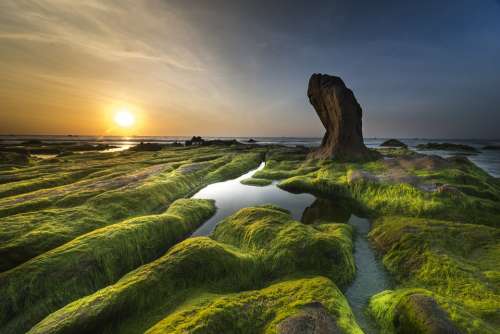 Coast Algae Sea Beach Shore Background Green