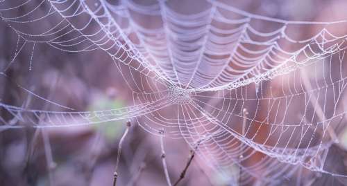 Cobweb Close-Up Macro Spiderweb Trap Web