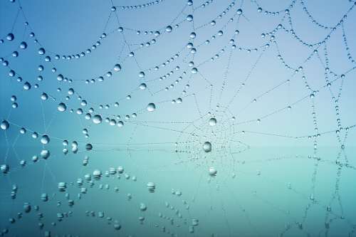 Cobweb Drip Water Mirroring Blue Dew Nature