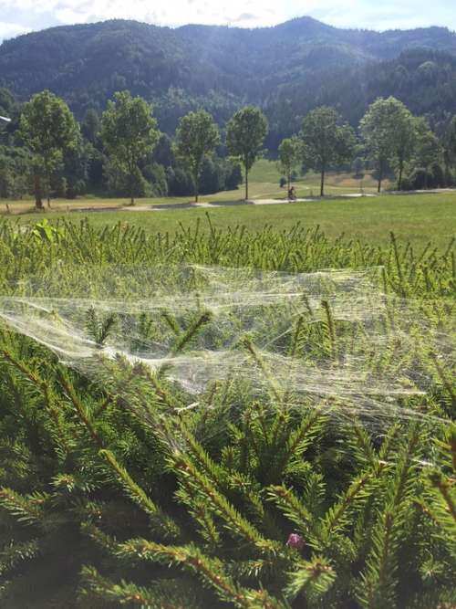 Cobweb Nature Spider Web Dew Close Up Cobwebs