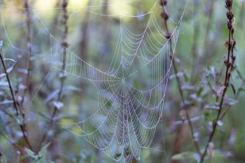 Cobweb Web Dew Dewdrop