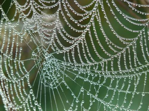 Cobweb Morgentau Dew Dewdrop Drip Web Spider