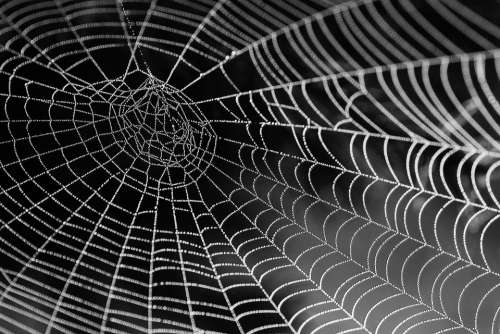 Cobweb Dewdrop Web Insect Case Spider