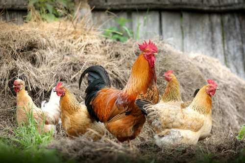 Cock Farm Village Chicken Polygamy