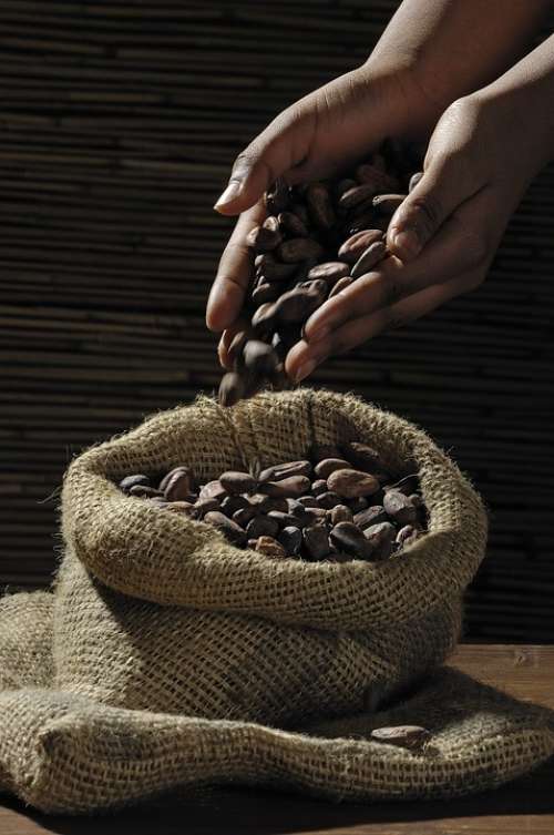 Cocoa Beans Cocoa Cacao Chocolate Jute
