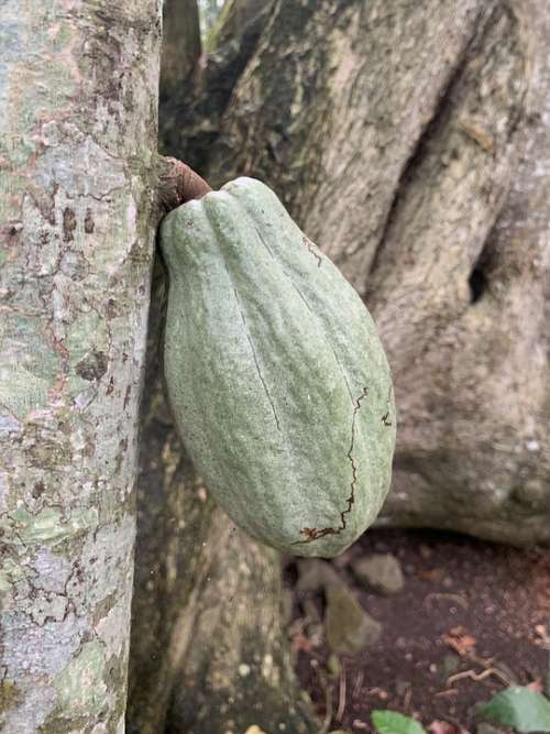 Cocoa Pod Chocolate Jungle Rain-Forest Green