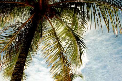 Coconut Tree Bahia Beach