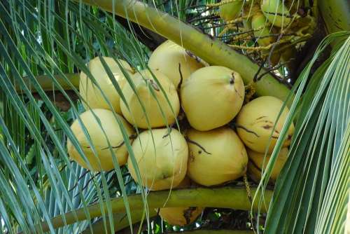 Coconuts Yellow Cocos Nucifera Fruit Nut