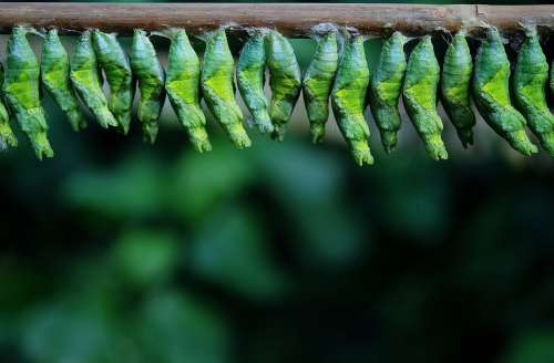 Cocoon Butterfly Larva Larvae Insect Larvae Macro
