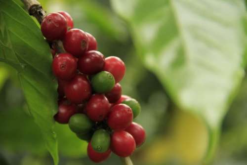 Coffee Caffeine Drink Aroma Plantation Fresh