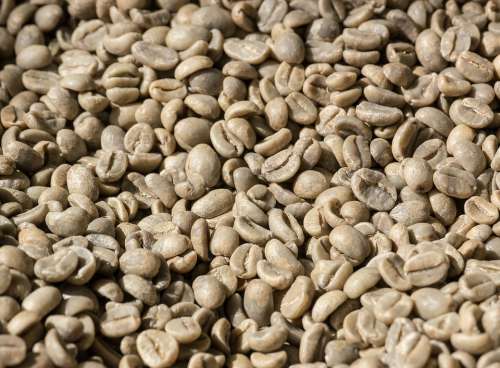 Coffee Coffee Beans Beans Raw Ungeröstet