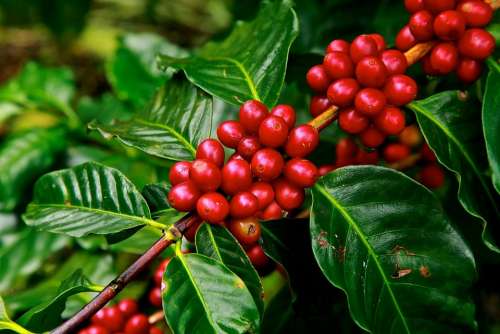 Coffee Beans Ripe Agriculture Plant Raw Crop Grow