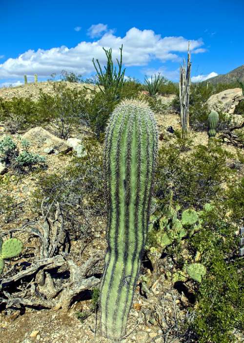Columnar Saguaro Cactus Arizona Desert Landscape