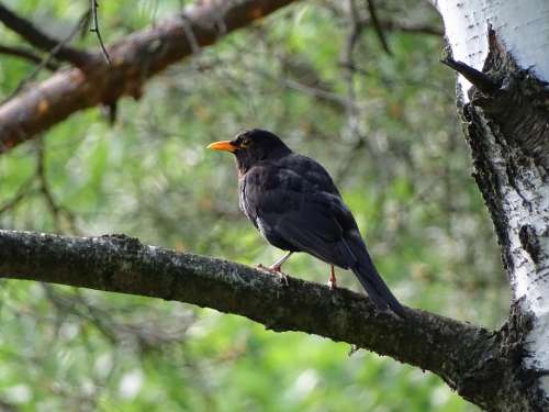 Common Blackbird Bird Black Branch Beak