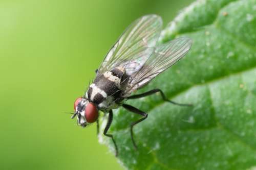 Common Fly Macro Insect Nature Animal Bug Green