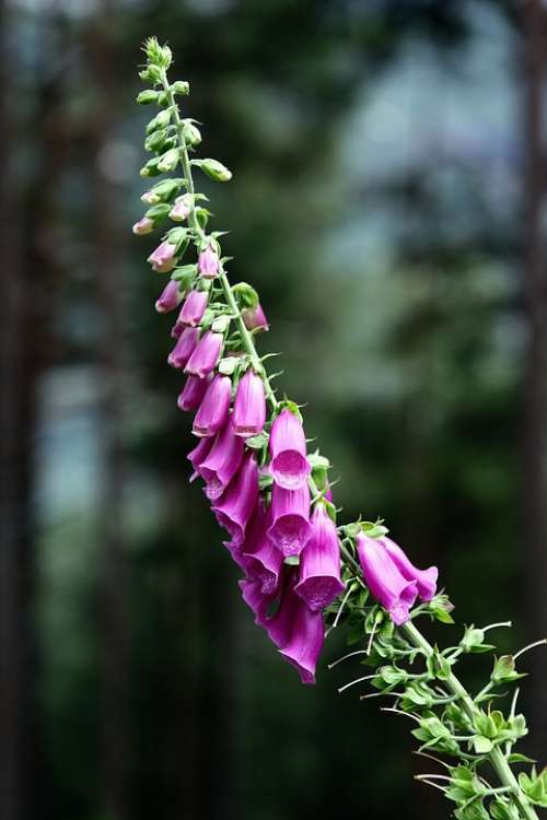 Common Foxglove Flower Digitalis Purpurea Blossom