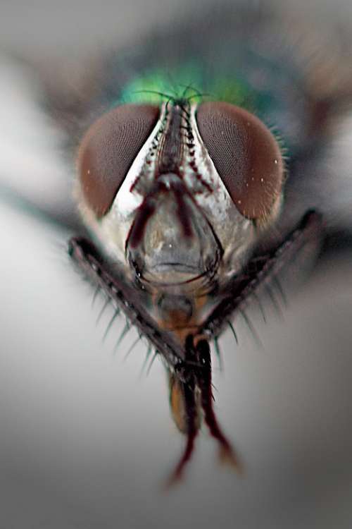Common Housefly Compound Eyes Macro Close Up Fly