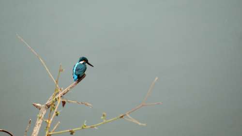 Common Kingfisher Kerala India Bird Avian Nature