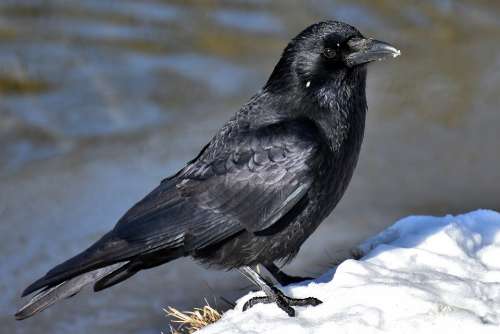 Common Raven Raven Crow Snow Cold Raven Bird